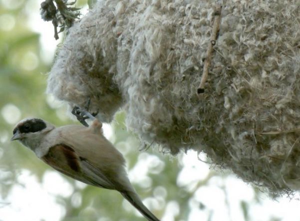 В Петербурге появились «варежки» краснокнижных птиц на деревьях