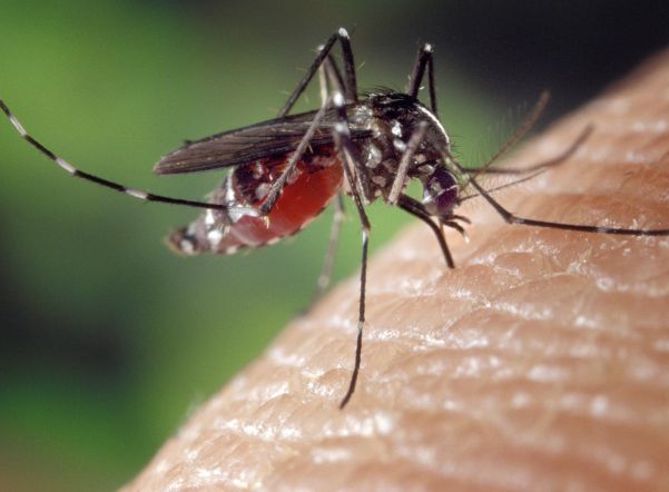 Эксперты назвали способы защиты от нашествия комаров в Петербурге и Ленобласти