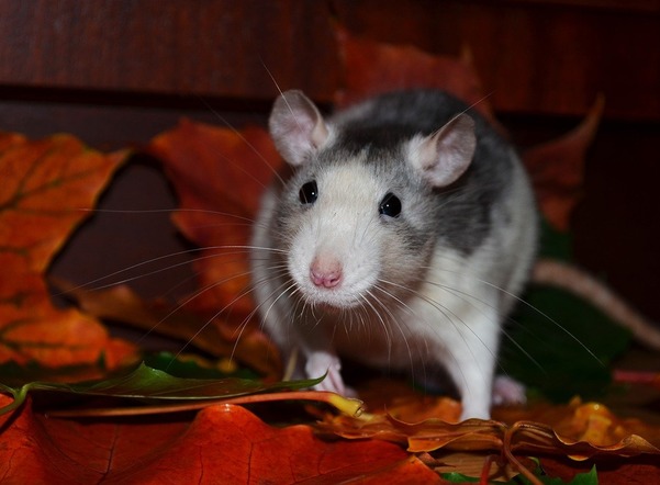 Крысы живут почти в 20% жилых домов в Петербурге