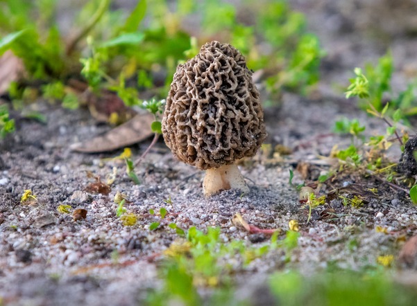 Стало известно, какие грибы искать в Петербурге и Ленобласти в мае