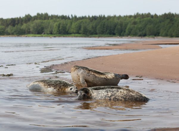 Мертвых тюленей все чаще находят в Петербурге
