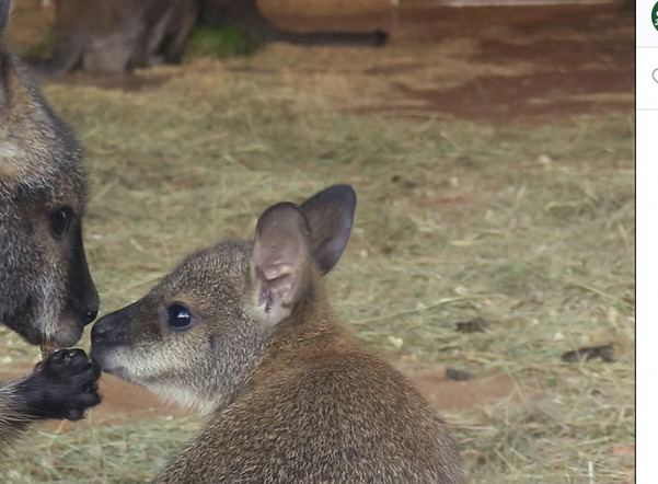 В Ленинградском зоопарке родились четверо малышей кенгуру