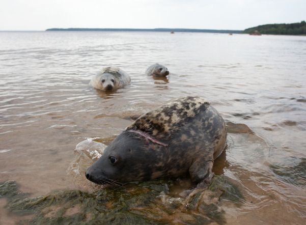  Финском заливе посчитали тюленей
