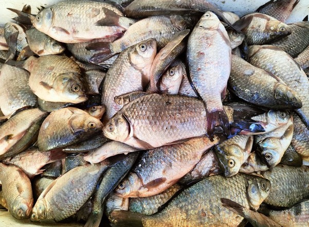 Рыболовов обвинили в массовой гибели рыбы в петербургских водоемах