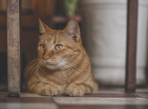 В Пушкине неизвестные вынесли из чужой квартиры 22 тысячи долларов под предлогом поисков кошки