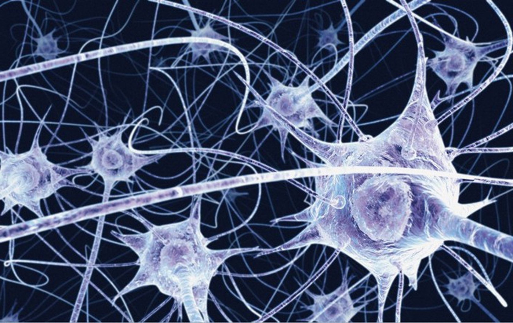 Деление нервных клеток. Нервная ткань. Нейронная ткань. Нервная ткань под микроскопом. Клетки нервной ткани.
